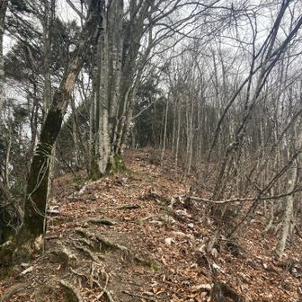 里山らしい直登！！
これを登り切ると「えぼし」になります。