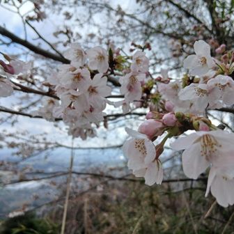 白山山頂の桜はまだこれからの感じ