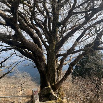 御神木、雨降木。なかなか立派でした。