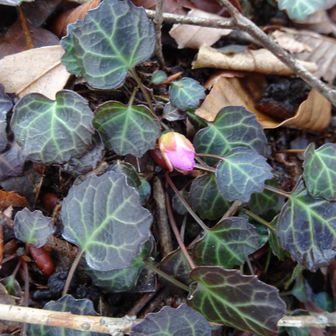 山頂付近にはイワウチワが3月中旬から咲くらしいけど、蕾を一つ見かけただけ。残念。