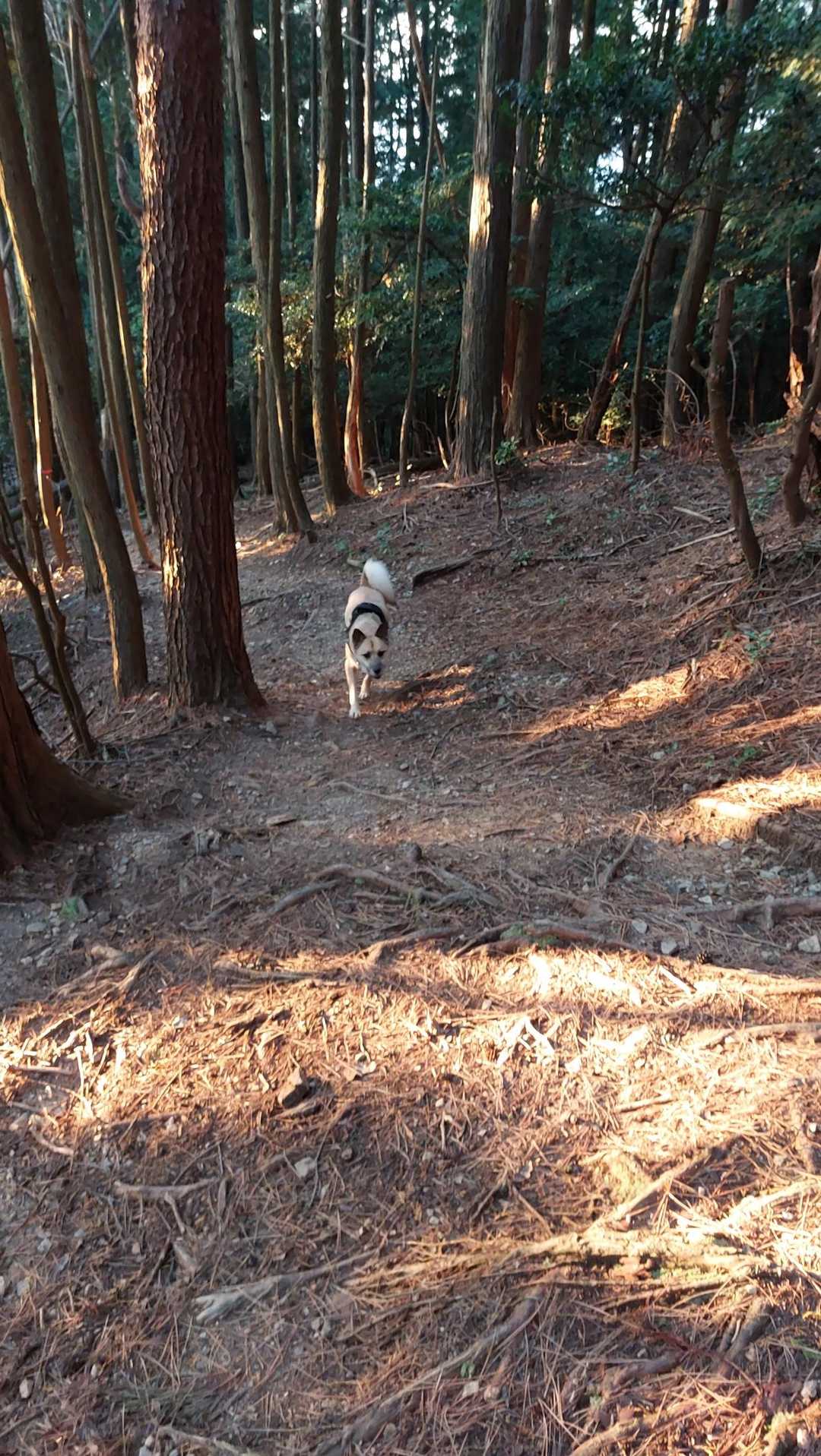 久しぶりの山ン歩💦💦