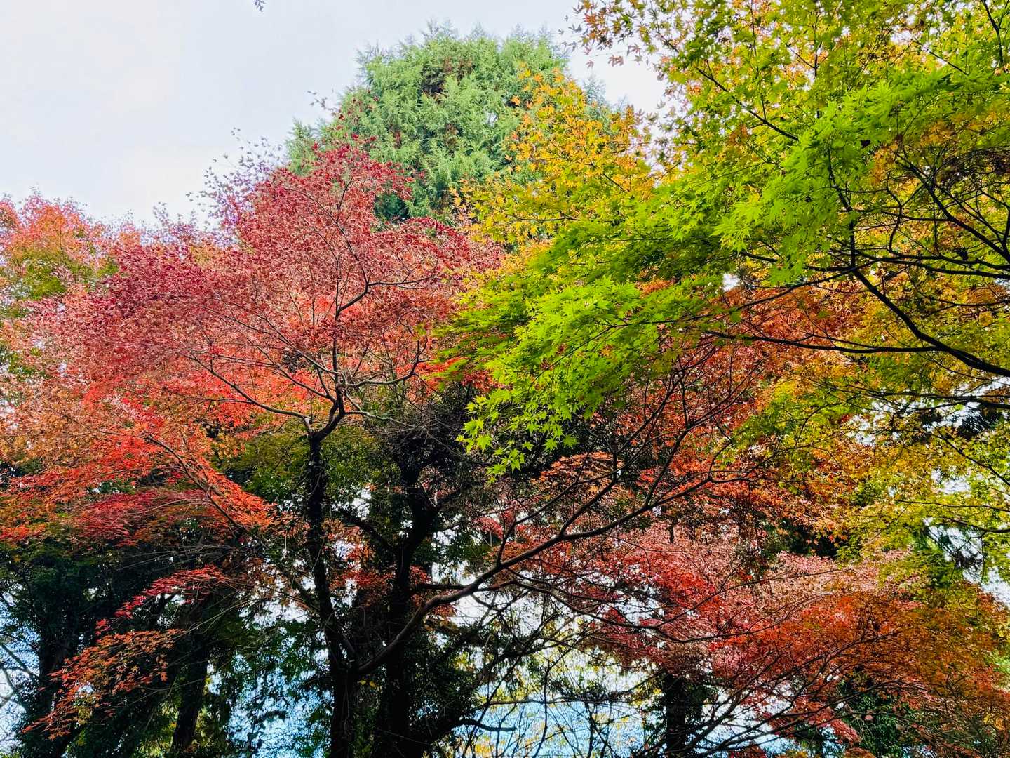 與瀬神社-與瀬神社登り口-孫山-吉野矢ノ音-明王峠-底沢峠 縦走コースの写真