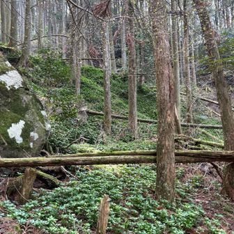 すっかり名前を忘れてしまったけど、群生して綺麗。花の色は、白。

名前は、「ふっきそう」というそうです。
そばかす美人さん、ありがとうございます。
