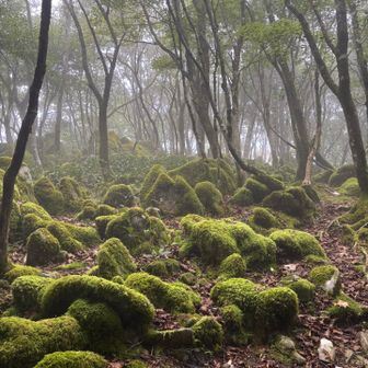 急に苔むした石灰岩が現れ、