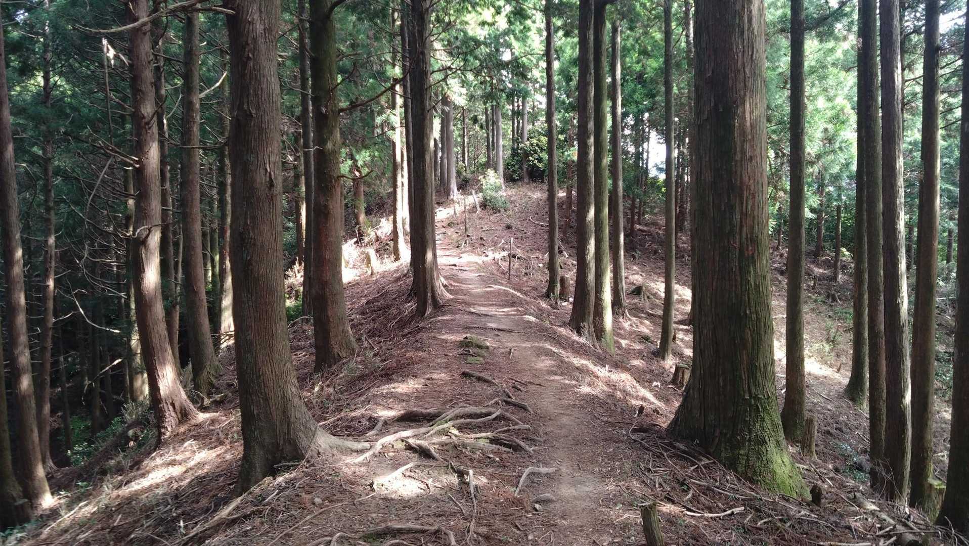 尾根道