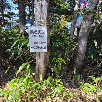 奥念丈岳は眺望無し。ここで主稜線とはお別れ。