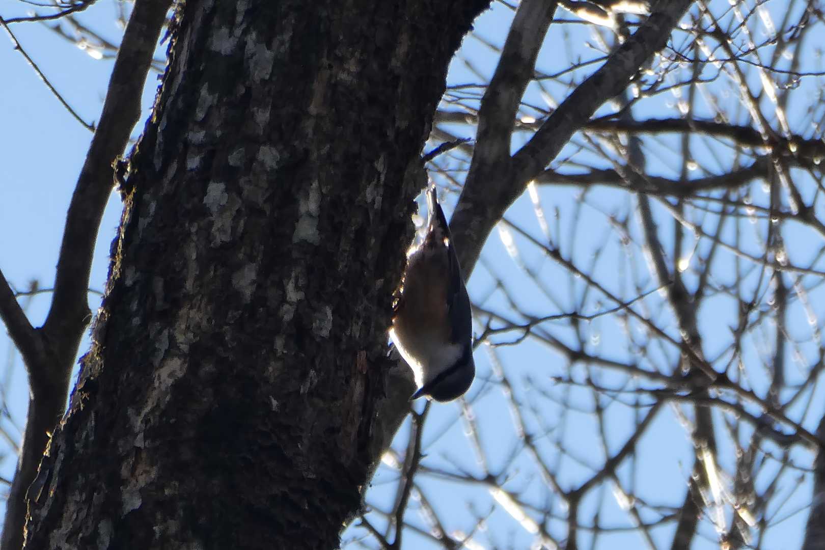ゴジュウカラ