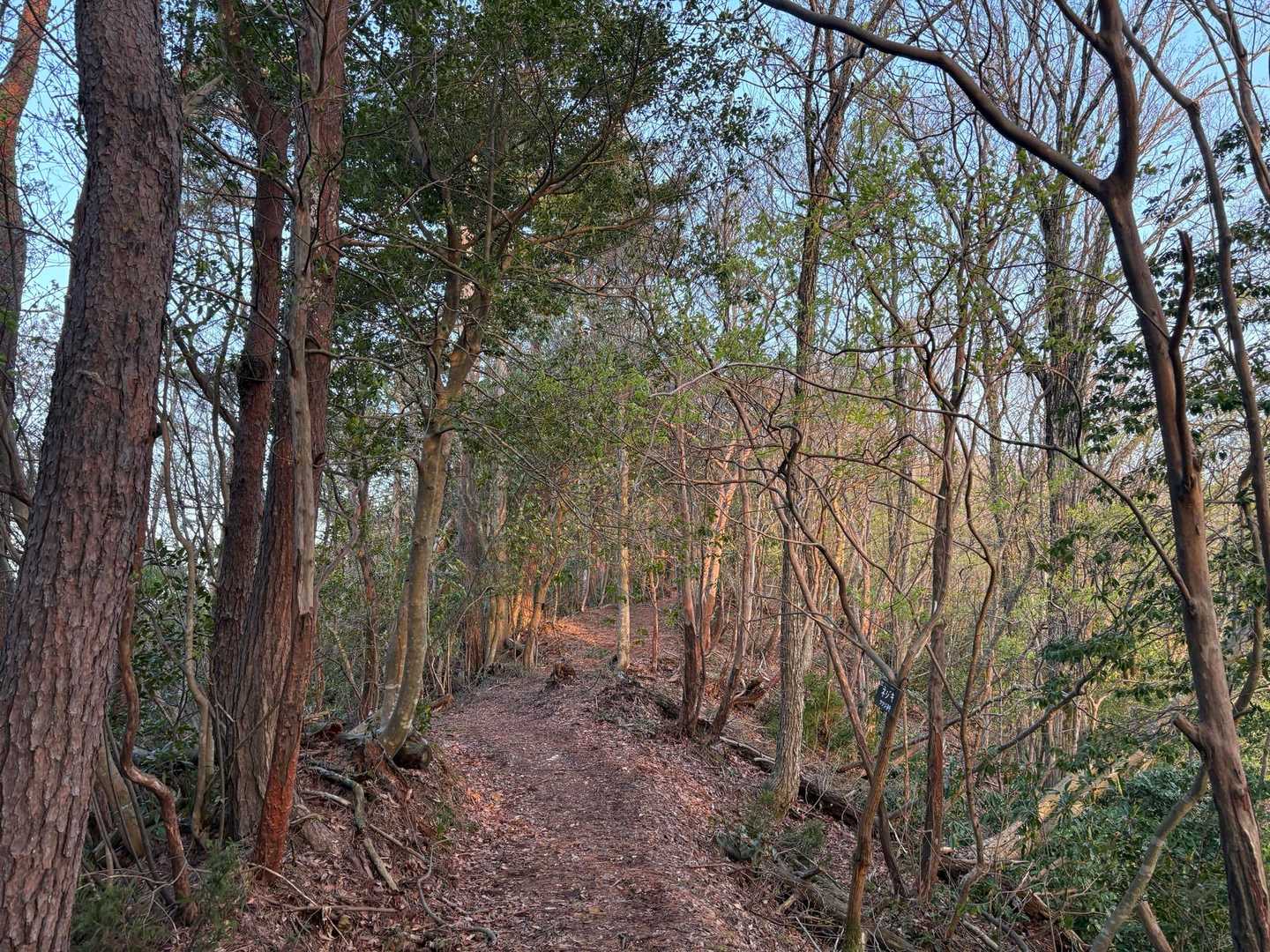 若須岳 往復コースの写真