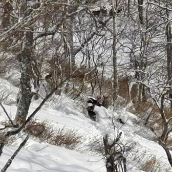 鹿の群れ🦌🦌🦌
20頭くらいいました