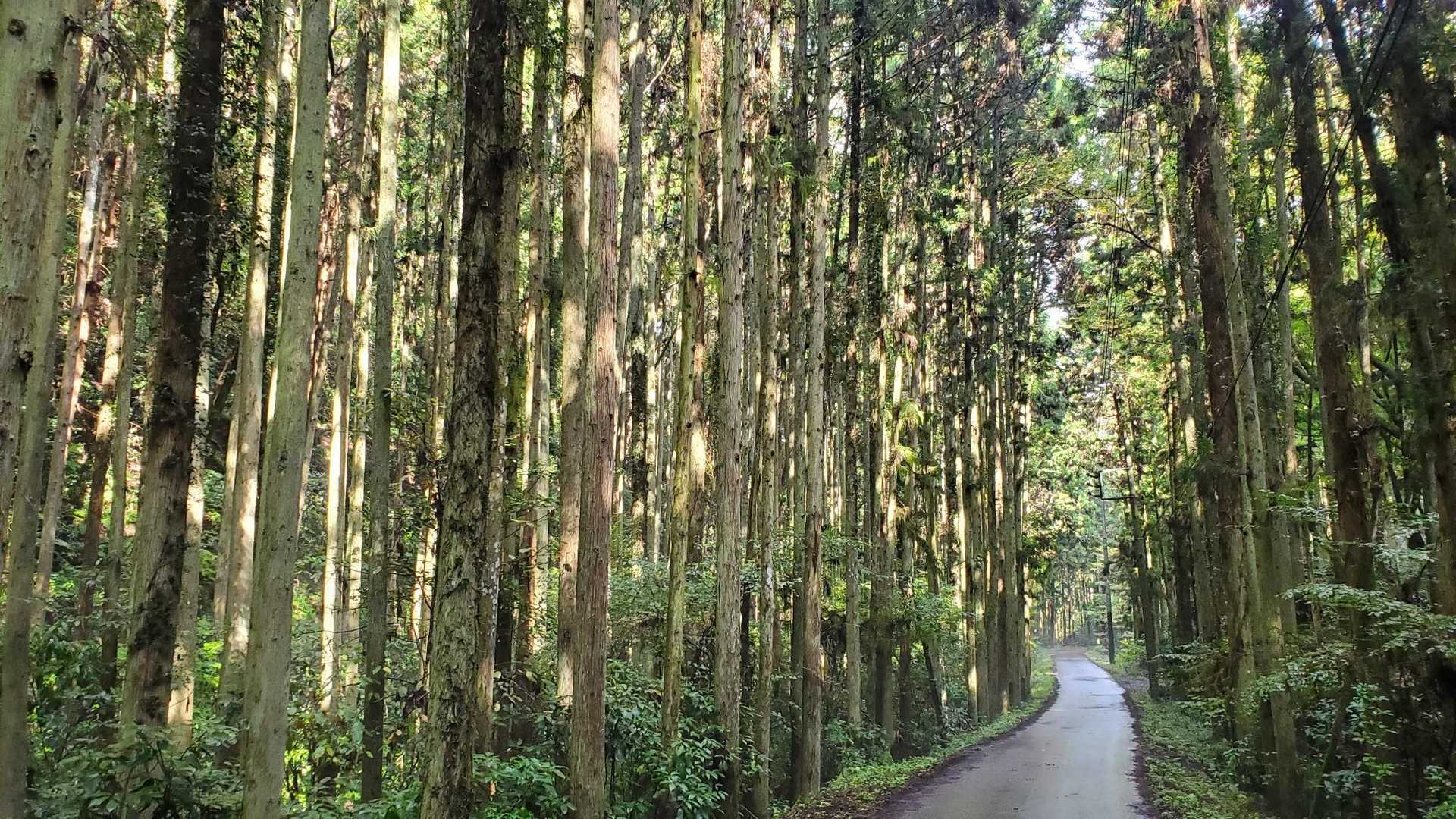 道の駅　かつら-東登山口-御前山-西登山口 周回コースの写真