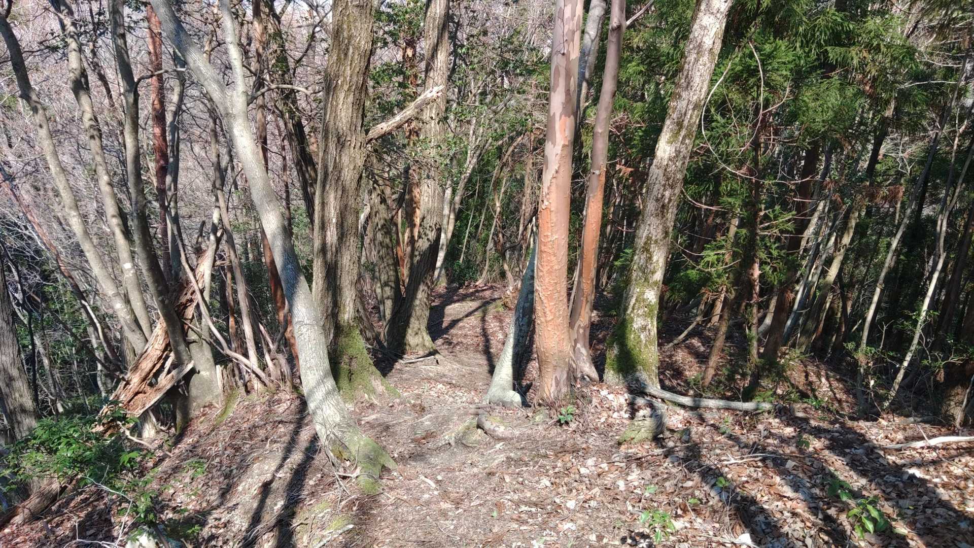 矢谷山 往復コースの写真