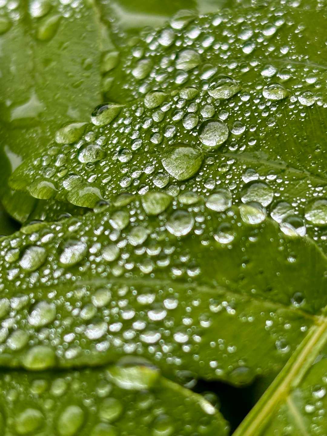 水滴が綺麗💧