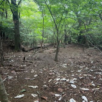 かなり走った
でも登りで冷たい飲み物を飲み過ぎて腹が痛くなり緊急事態(野糞)

これがぼっち(貸切)登山最大の利点