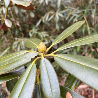 石楠花の蕾
綺麗な花を咲かせてね🌼

次女、学校を休みながらも通院やカウンセリングを受けつつお友達とお泊まり会をして楽しく過ごす姿を見て安心する