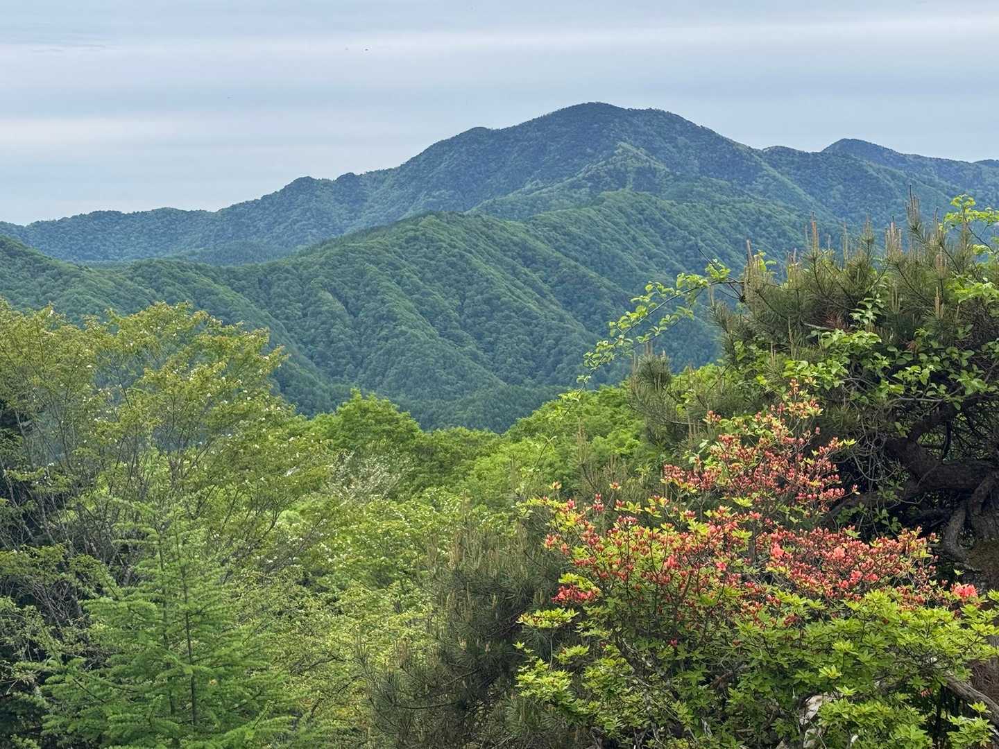 柳沢峠-鈴庫山-ハンゼノ頭 周回コースの写真