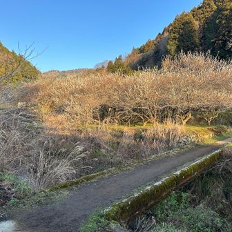 橋を渡ると咲いている