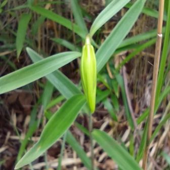今年のツボミ…いつ咲くのかな？