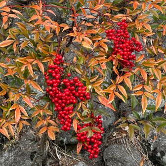 ナンテンが、あちらこちらに…