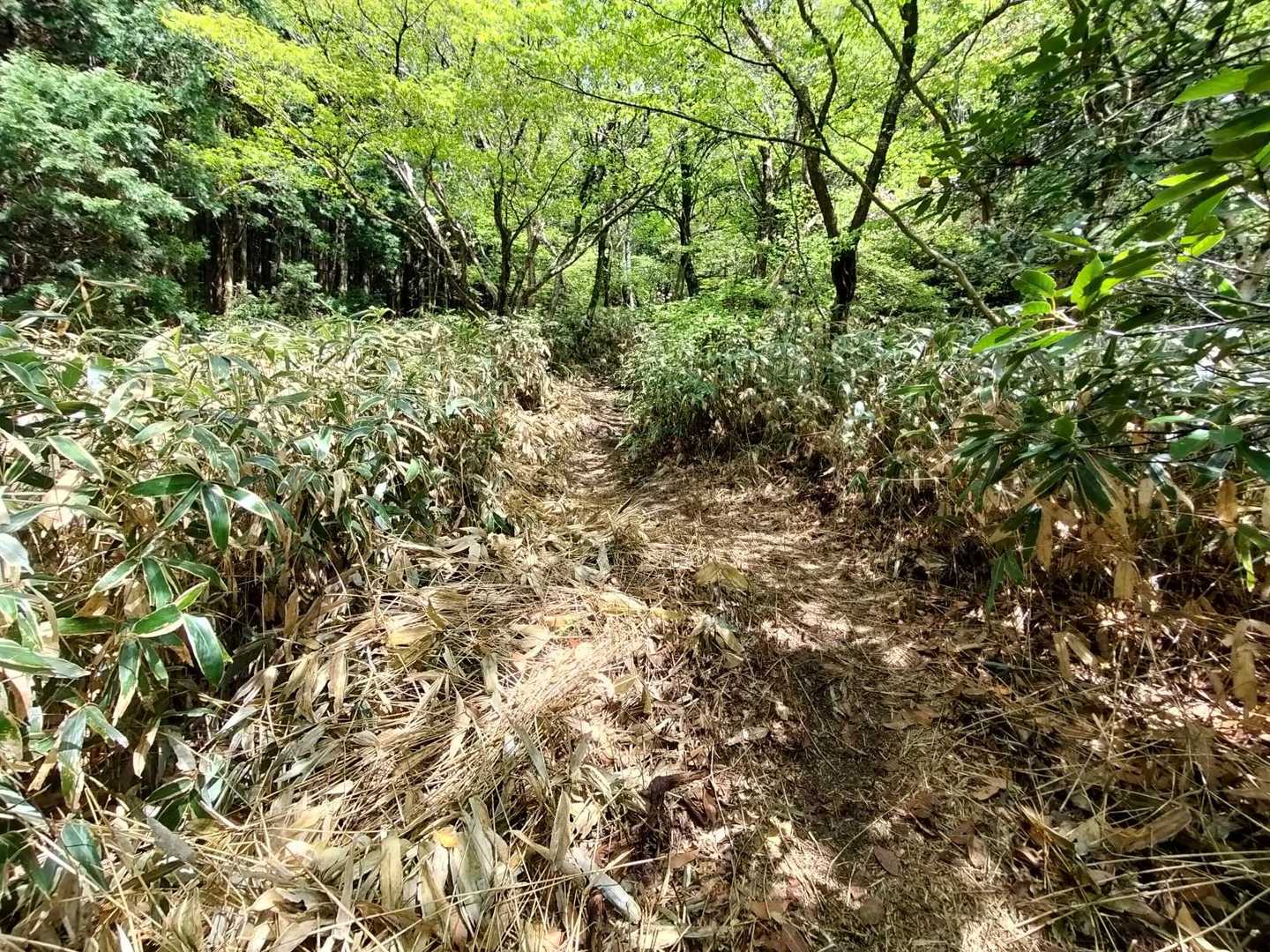 笹ロード。昨年12月に訪れた時は背丈程の笹薮でかなり苦戦しましたが、歩きやすいように刈られていました。
有難うございます😊
