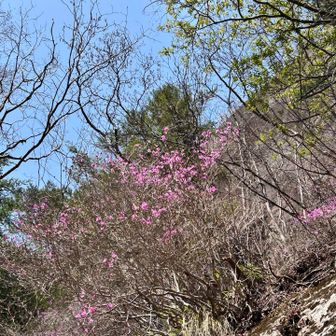 ここは結構咲いてる