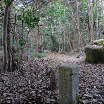 やっと、まともな登山途中の写真に…