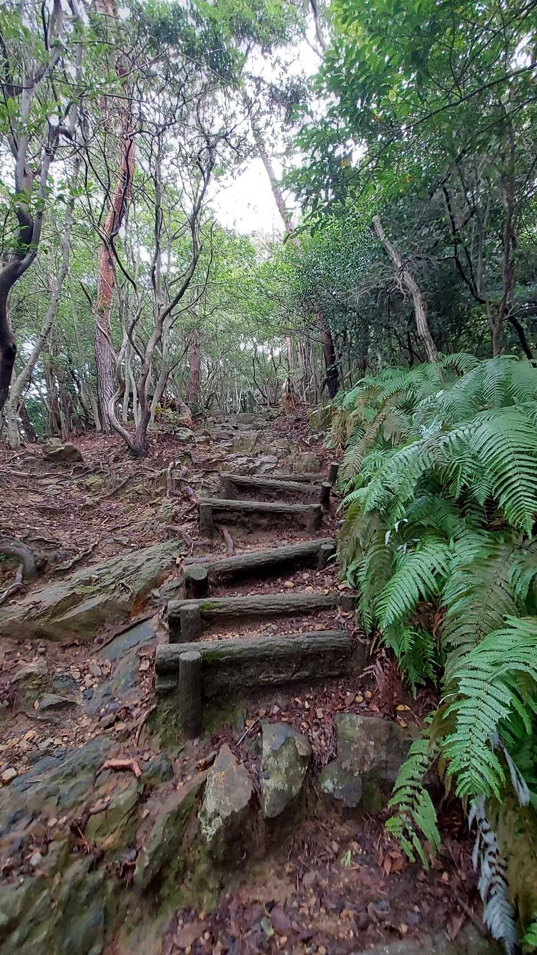 歩き応えのある階段。湿度が高く蒸し暑い…😣💦