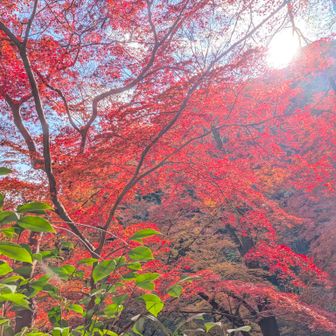 神慶寺近隣の紅葉。