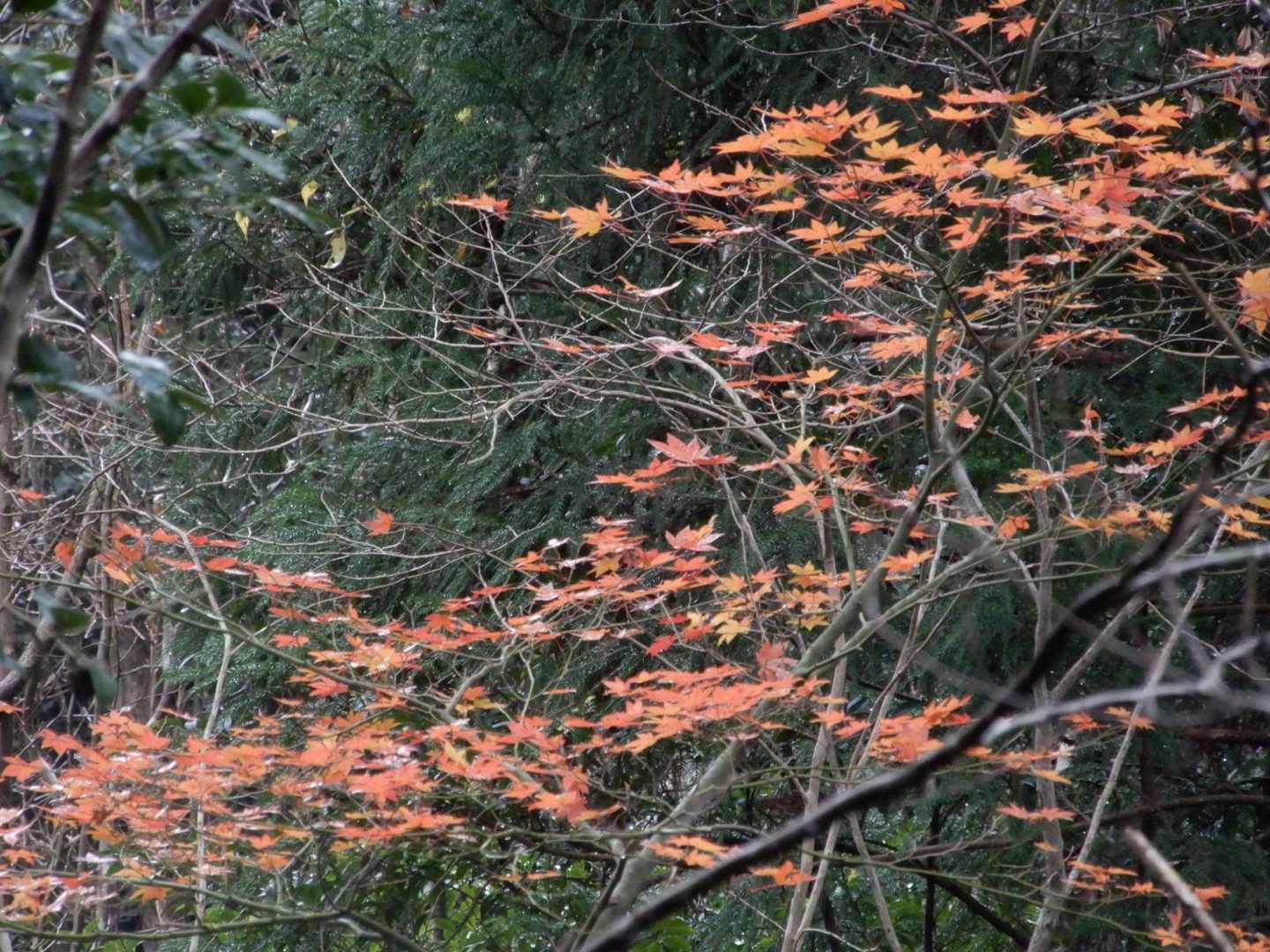プチ紅葉