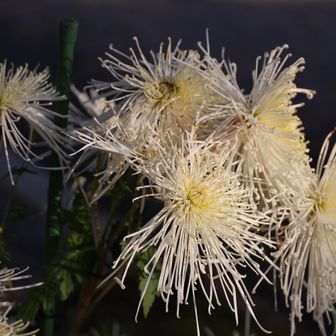 菊が咲いています。いよいよ冬本番ですね。