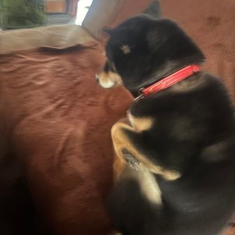 おニャン子ぽん