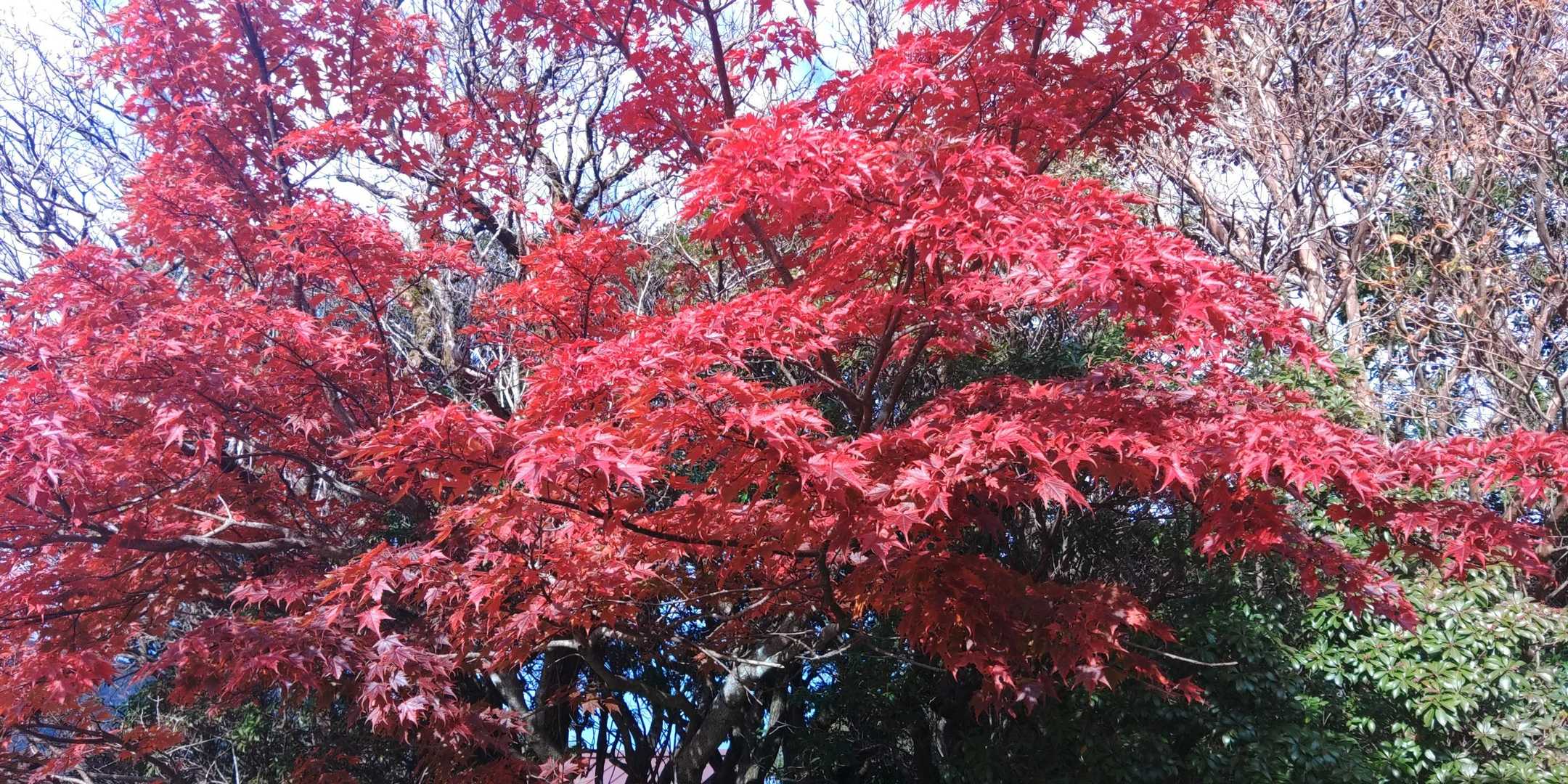 🍁🍁🍁