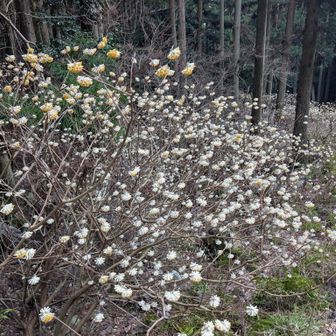 ミツマタの乱舞