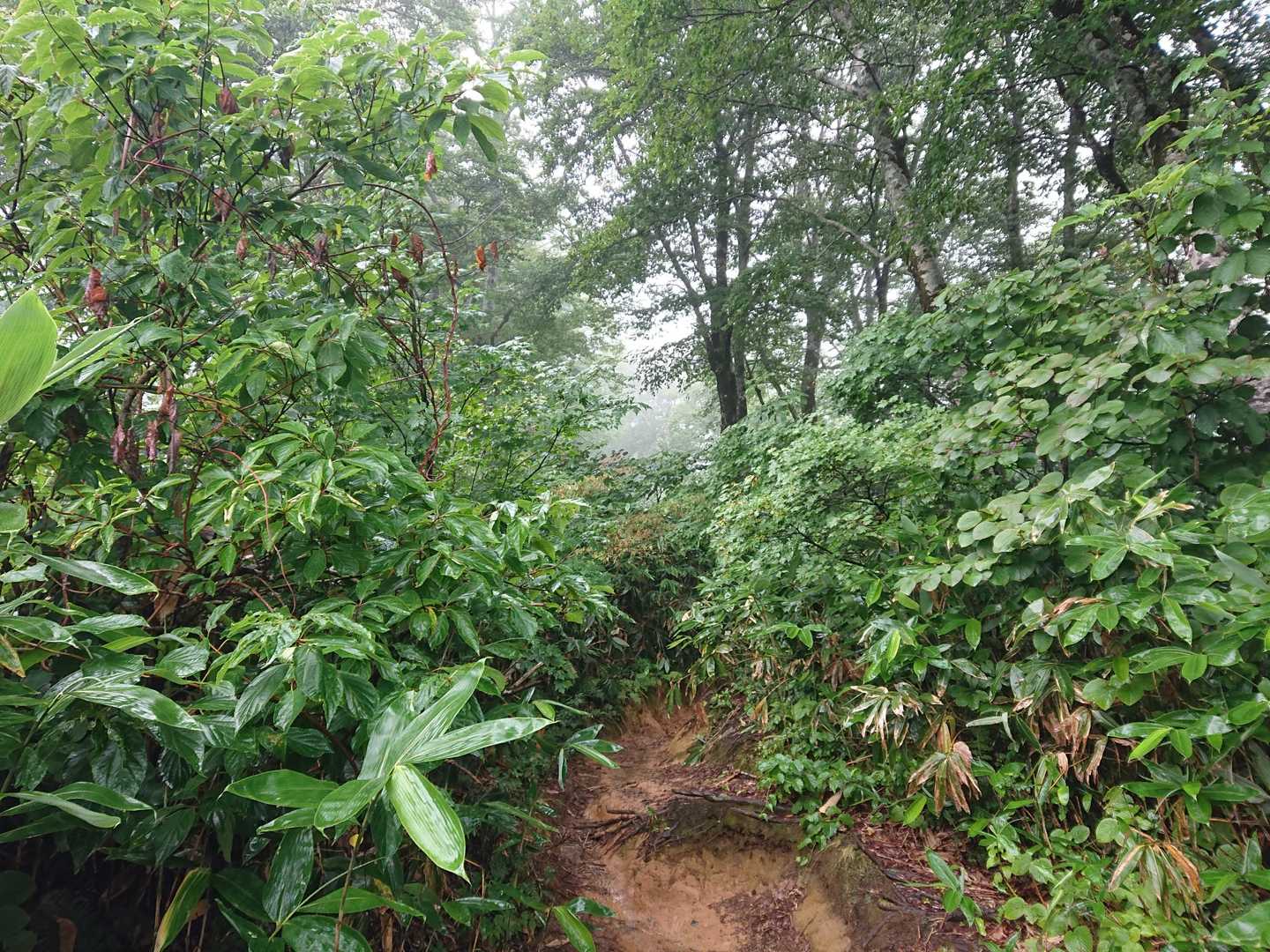 樹林帯へ