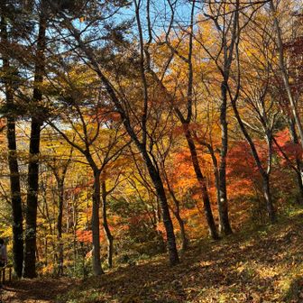 下山時　東屋にて🍁