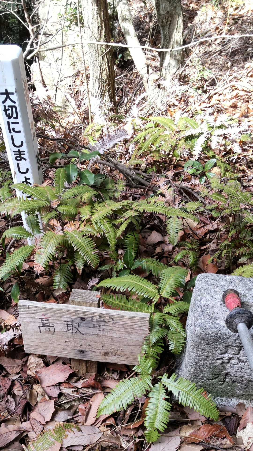 高取山（佐賀県鳥栖市）の写真