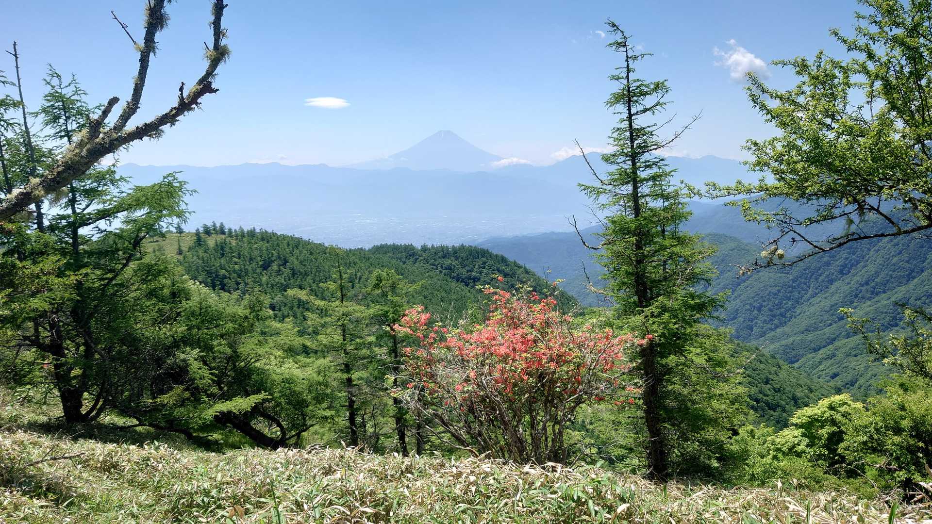 ツツジもいれて富士山撮影