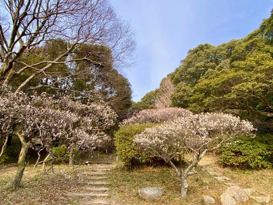 岡本梅林公園 保久良神社⛩️の梅🌸  / kinocoさんのモーメント