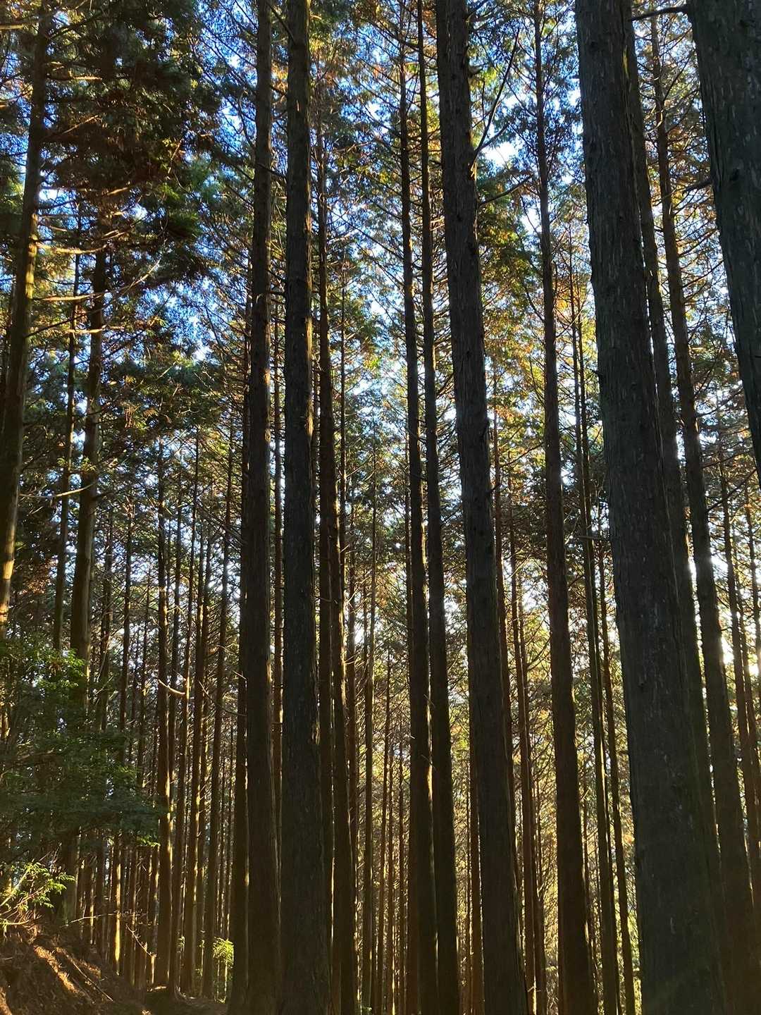 如意輪寺-中津峰山 往復コースの写真