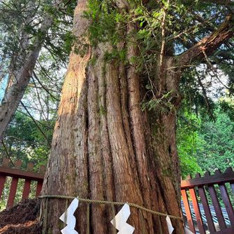 天然記念物のいちい🌳