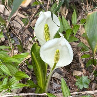 で
芭蕉
この辺に
群生してた