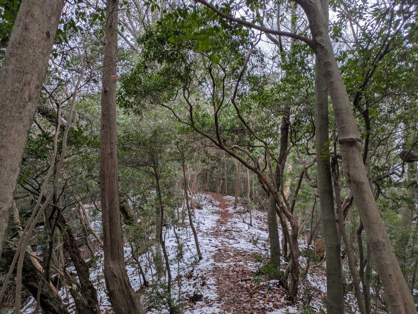 今度は晴れた日に見られるといいな…🎏
でも、落ち葉フカフカ🍂時に雪のサクッと❄しながら歩けて楽しめました🤗