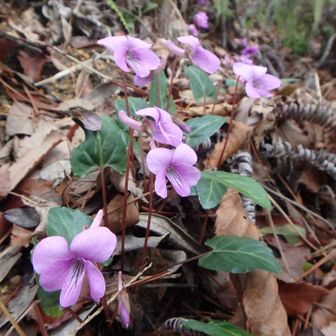 シハイスミレ群生