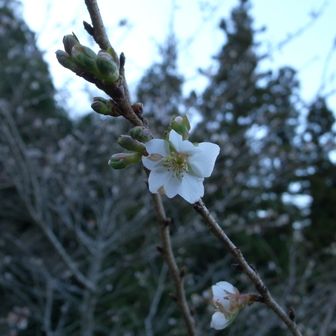 登山口の桜