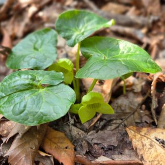 ウスバサイシン