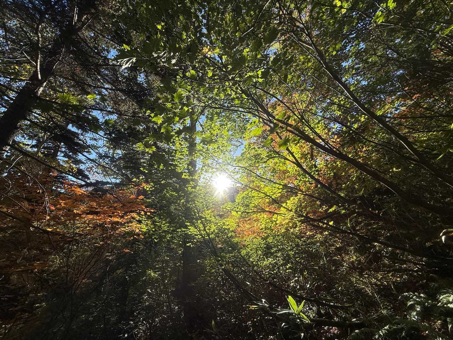 愛山渓登山口-永山岳-安足間岳-比布岳-北鎮岳-中岳-当麻 周回コースの写真