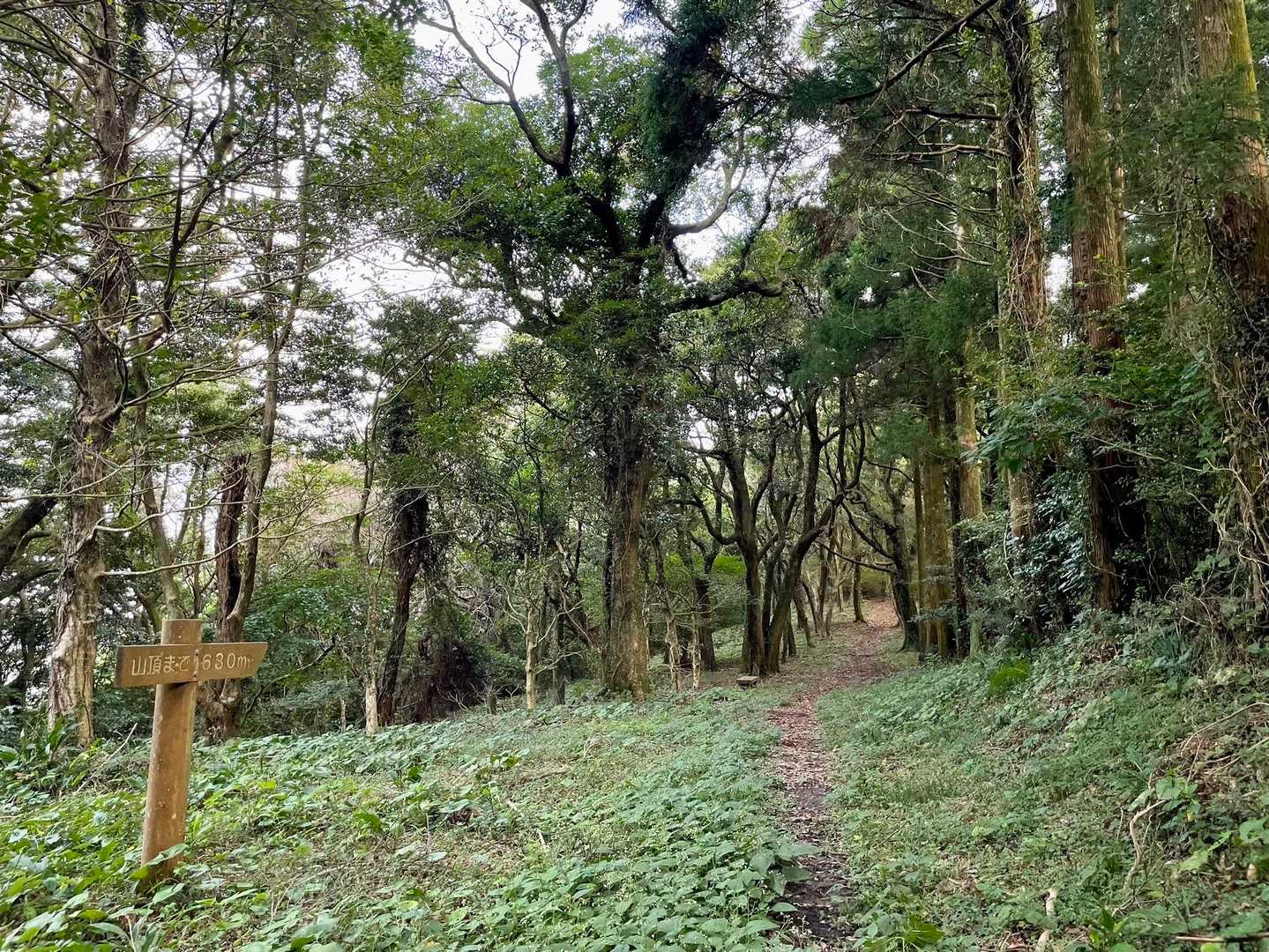 歩きやすい登山道でした🚶‍♀️