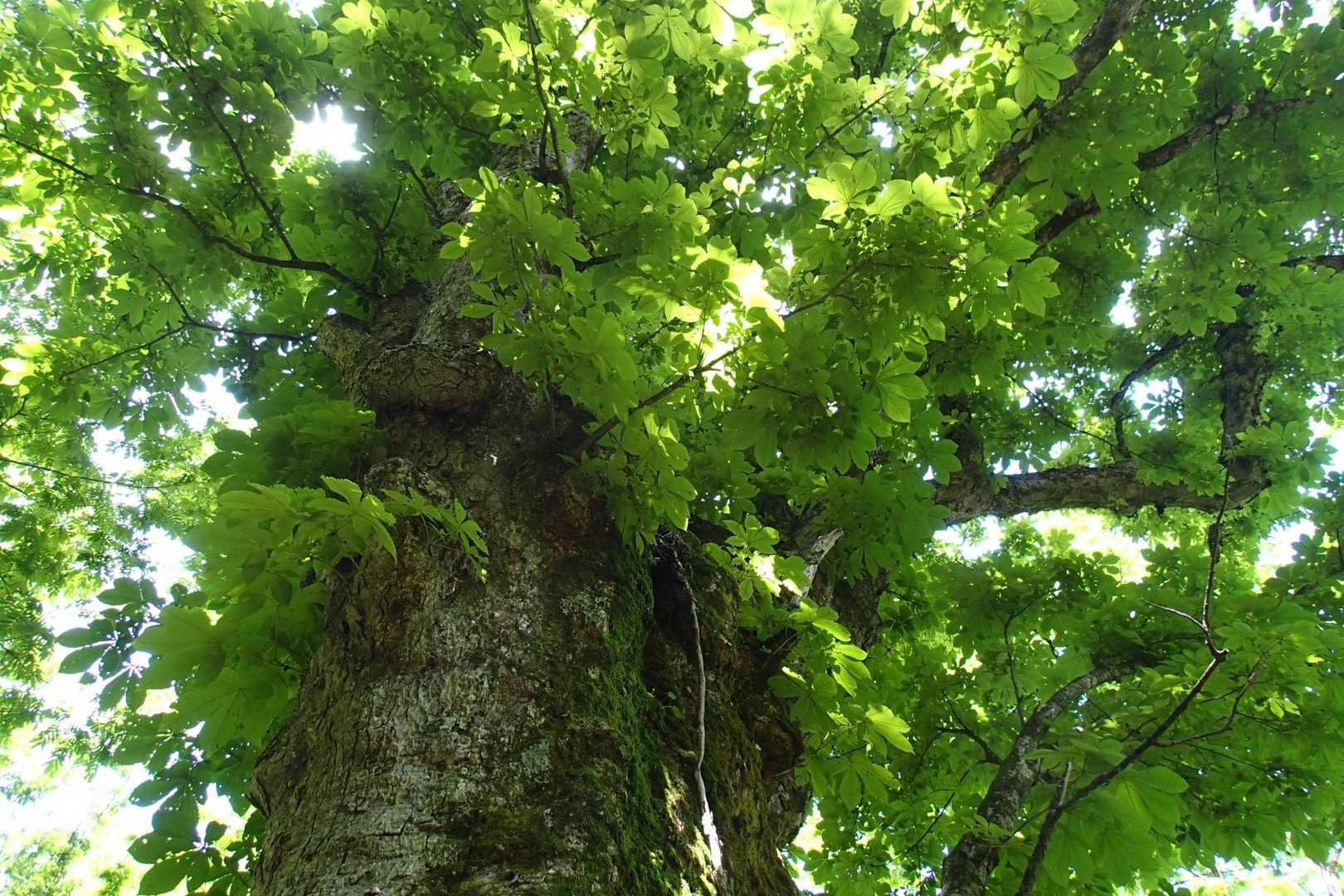 巨木の写真は難しい、
樹齢400年以上とのこと