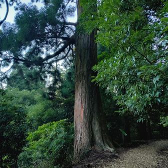 カッコイイ🌲
何度もキャンプして登った若杉山。
でもYAMAPの記録はとってなかったのです。😆
今日は大和の大杉や綾杉など、巨木の杉巡りコースへは周らず、山頂を目指します。
