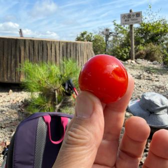 畑でとれたミニトマトを凍らせて持って来ました🍅