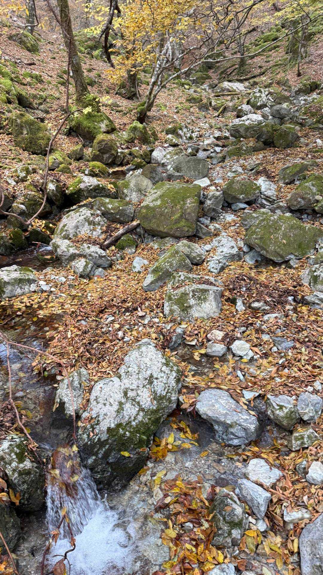 降りてくると落ち葉と苔のカラフルな地面が素敵